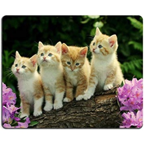 Kitten Flower Cute Funny Group Cat Animal Pet Mouse Pads Customized Made to Order Support Ready 9 7/8 Inch (250mm) X 7 7/8 Inch (200mm) X 1/16 Inch (2